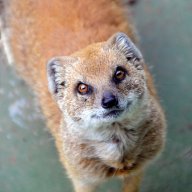 MongooseKain